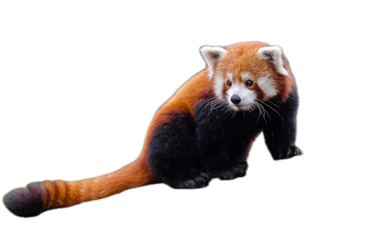 The same photograph with its background removed by bgbgone